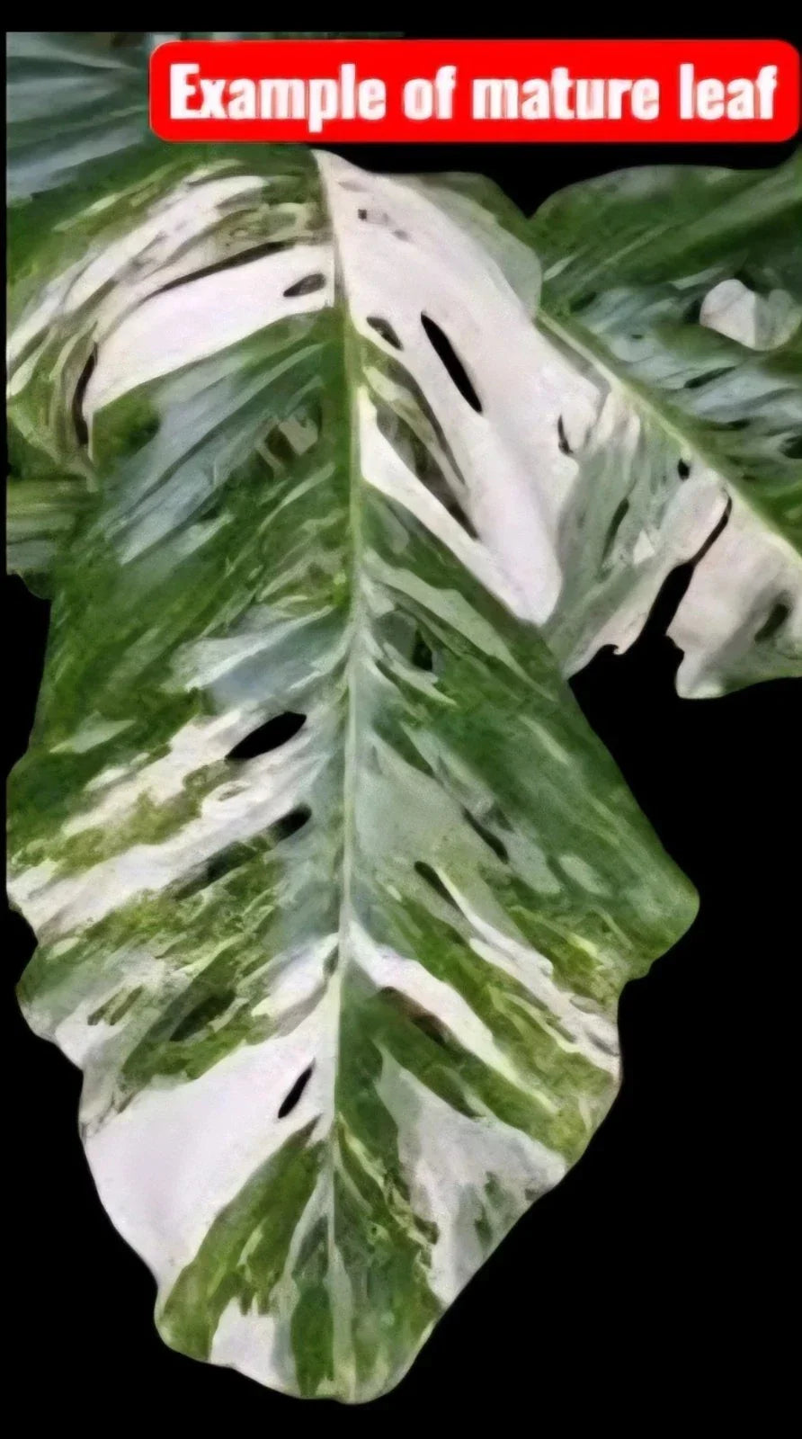 Monstera Lechleriana Albo Rooted Plant in 4" Pot – Variegated Houseplant, Rare Monstera adansonii Var.