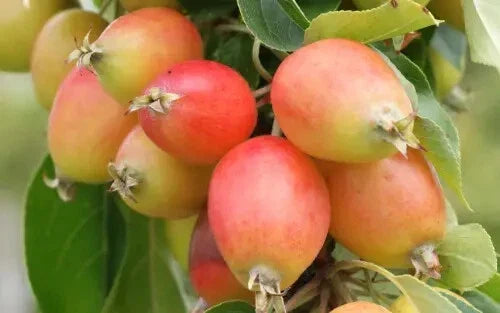 John Downie Crabapple Seeds - Malus domestica, Ornamental Garden Tree, 25+ Seeds for Landscaping & Wildlife Attraction