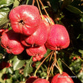 Giant Star Chinese Hawthorn Tree - Bare Root Crataegus pinnatifida - Edible Fruit, Flowering Landscape Tree