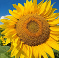 Giant Sunflower Seeds | Mammoth Grey Stripe | Helianthus annuus | Tall Annual for Garden, Pollinator Attractant