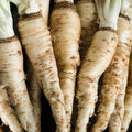 Mammoth Sandwich Island Salsify Seeds | White Oyster Parsnip Vegetable Seeds | Heirloom 2025 | Tragopogon porrifolius