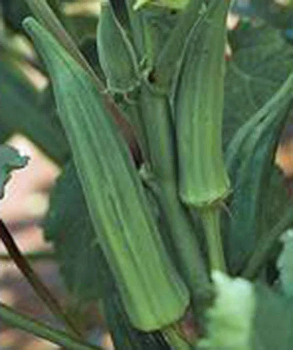 Heirloom Okra Seeds - 100 Non-GMO Emerald Variety - Abelmoschus esculentus Garden Seeds for Bountiful Harvest