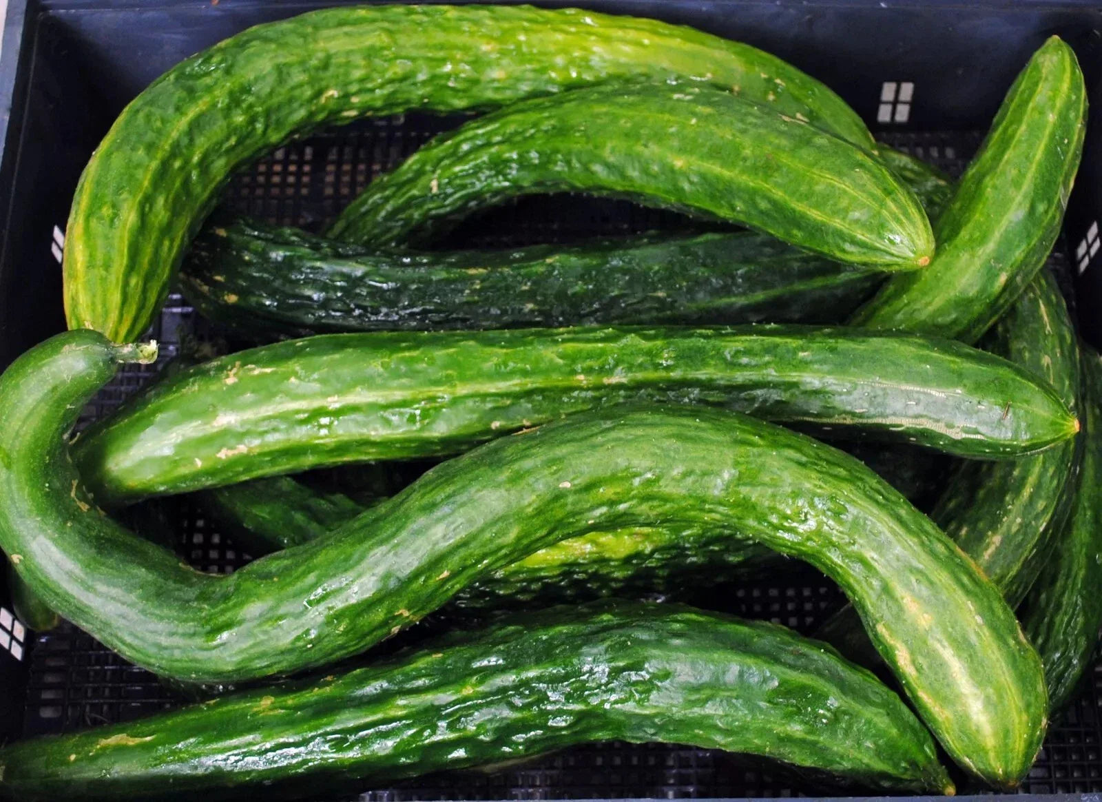 Suyo Long Cucumber Seeds - Heirloom Non-GMO, Cucumis sativus, Long, Crisp, Rare Variety, Vegetable Seeds, Home Garden, Urban Farming