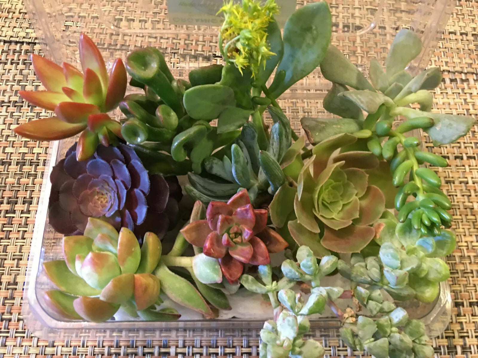 Succulent Cuttings Set of 12 - Prefix Variety for Propagation & Decor - Indoor & Outdoor Garden Plants
