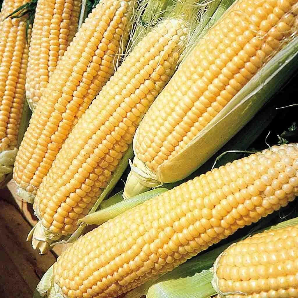 Kandy Korn Sweet Yellow Corn Seeds - 35+ Pack, Hybrid Zea mays, Tender Kernels, Sugary-Enhanced, Full Sun, 80 Days to Maturity