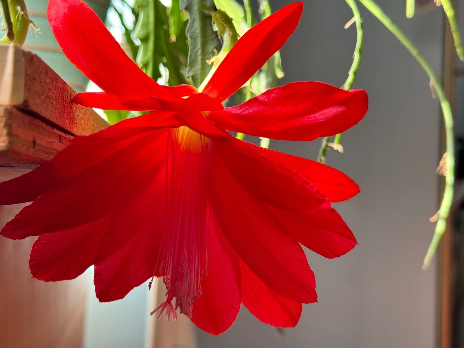 Red Epiphyllum Orchid Cactus Cuttings – 6 Live Unrooted Propagation Cuttings, 6–8 Inches, Trailing, Red Blooms, Epiphyllum spp.