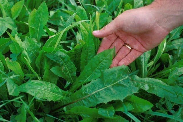Chicory Endive Seeds Non-GMO Pack - Heirloom Cichorium intybus for Home Gardening, Salad Greens, Organic, 200 Seeds