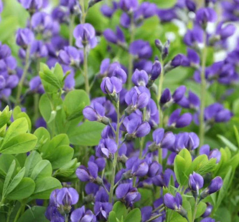 Wild Indigo Seeds - 50 Non-GMO Baptisia australis Blue Perennial Flower Seeds for Butterfly Gardens