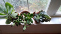 Succulent Cuttings Mix - 10 Assorted Varieties Live Plants for Terrariums & Home Decor