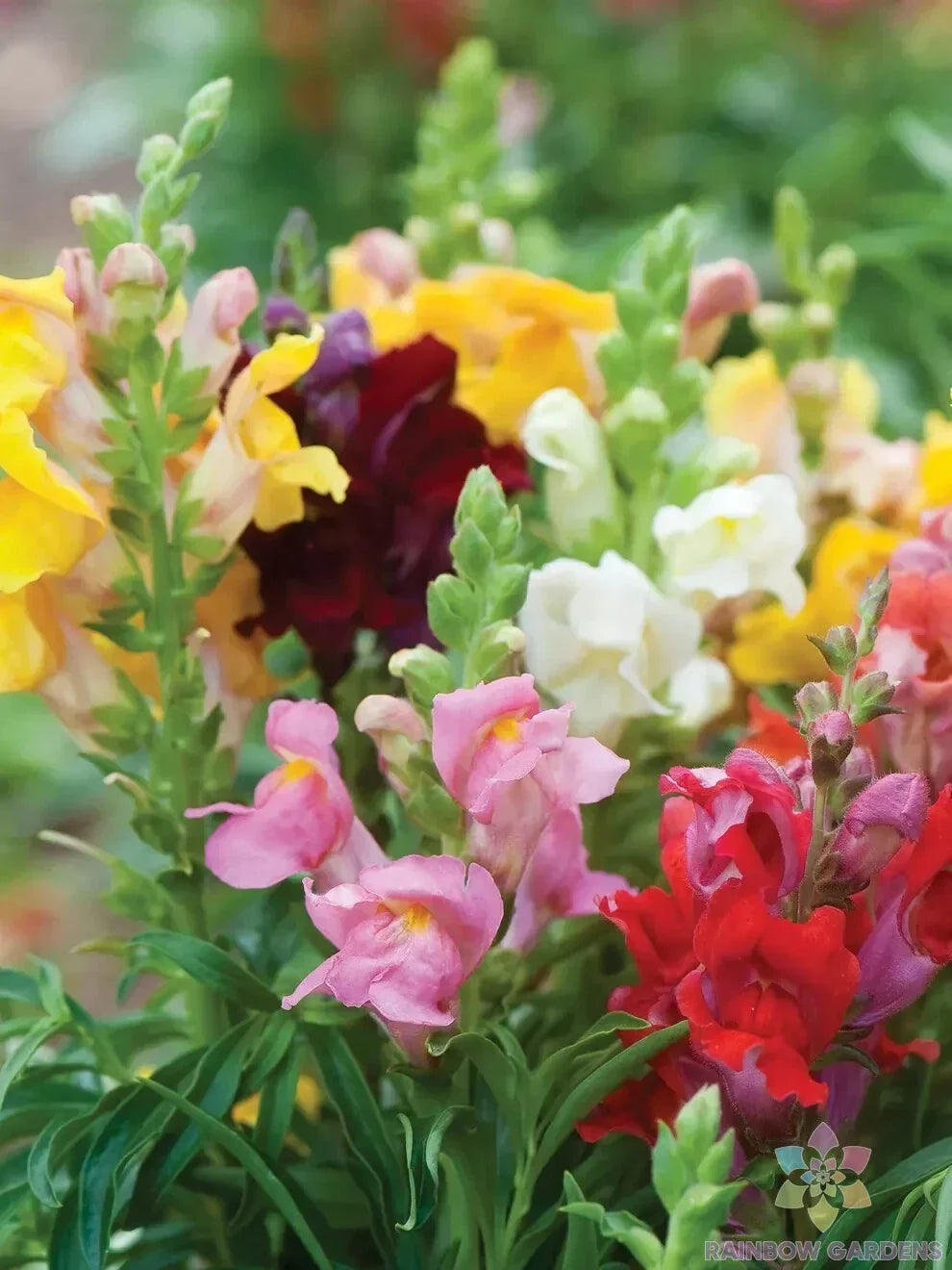 Cinderella Snapdragon Seeds Pack of 1000+ | Antirrhinum majus Flower Seeds for Garden, Borders, Containers | USA Grown