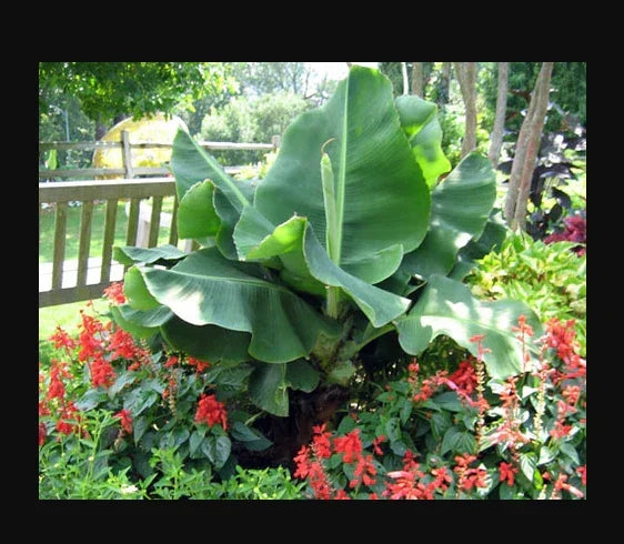 Little Prince Musa Banana Plant - Small Rooted Starter in 4-Inch Pot - Tropical Musa acuminata for Indoor & Outdoor Gardens