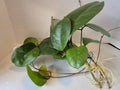 Hoya Fungii Cuttings - 4 Rooted Hoya carnosa Cuttings for Propagation