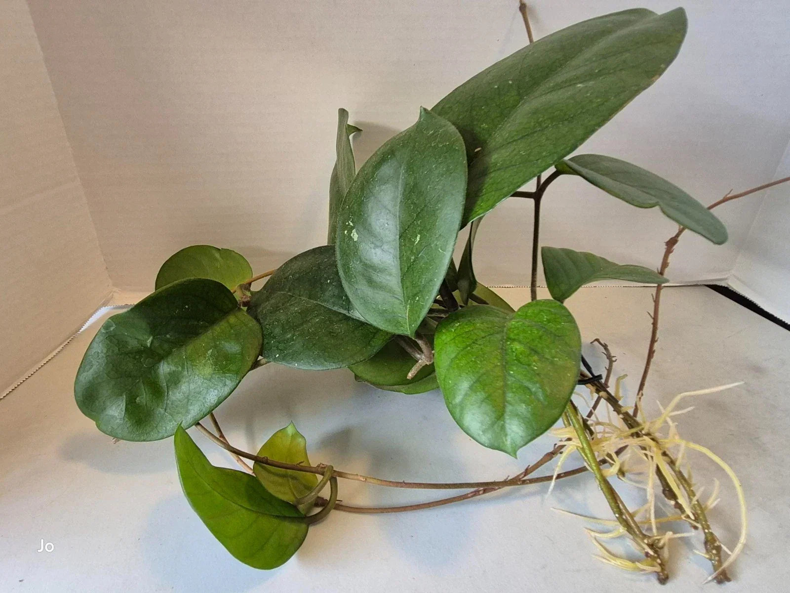 Hoya Fungii Cuttings - 4 Rooted Hoya carnosa Cuttings for Propagation