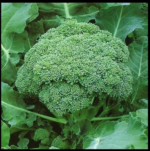 Calabrese Broccoli Seeds, Heirloom, Non-GMO, Brassica oleracea var. italica, Green Sprouting, Vegetable Garden Planting Pack