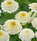Zinnia elegans Seeds - White Zinderella Zinnia Pack of 100+ for Garden Beds, Borders & Containers