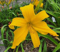 Daylily Plant Live | 9-Inch Blooms | Ratchet Variety | Hemerocallis spp. Perennial Flower