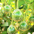 Thai Eggplant Seeds | Green Brinjal Aubergine | Solanum melongena | Compact Bushy Plant | Non-GMO, Easy to Grow