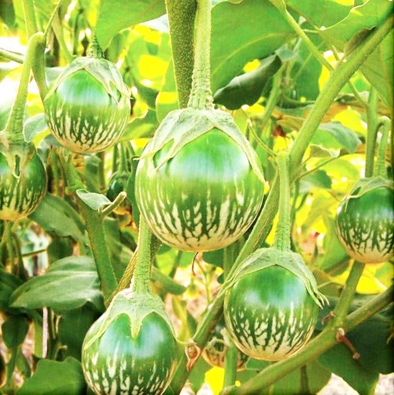 Thai Eggplant Seeds | Green Brinjal Aubergine | Solanum melongena | Compact Bushy Plant | Non-GMO, Easy to Grow
