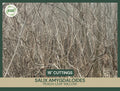 Fresh Unrooted Peach-Leaf Willow Cuttings | Salix amygdaloides | 18" Fast-Growing Shrubs for Landscaping