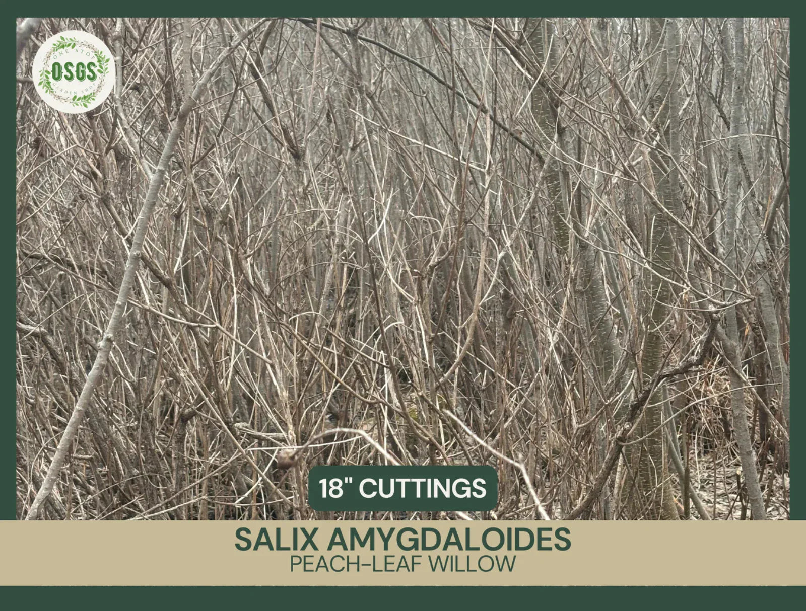 Fresh Unrooted Peach-Leaf Willow Cuttings | Salix amygdaloides | 18" Fast-Growing Shrubs for Landscaping
