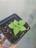Chiltepin Pepper Plant 2.5" Pot - Hot Bird Pepper - Capsicum annuum var. glabriusculum
