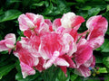 Sweet Pea Seeds Pack - America Variety, Fragrant Climbing Vines, Lathyrus odoratus, Garden Planting, 50+ Seeds, Free Shipping