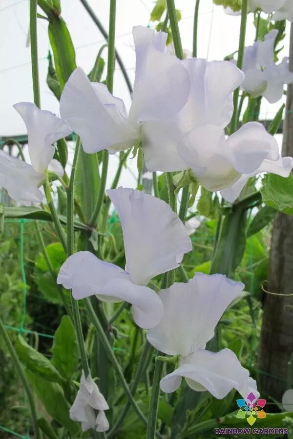 Sweet Pea Seeds – Climbing Vine, Heirloom, Fragrant, Lathyrus odoratus, 50+ Seeds for Garden, Container, Trellis Planting