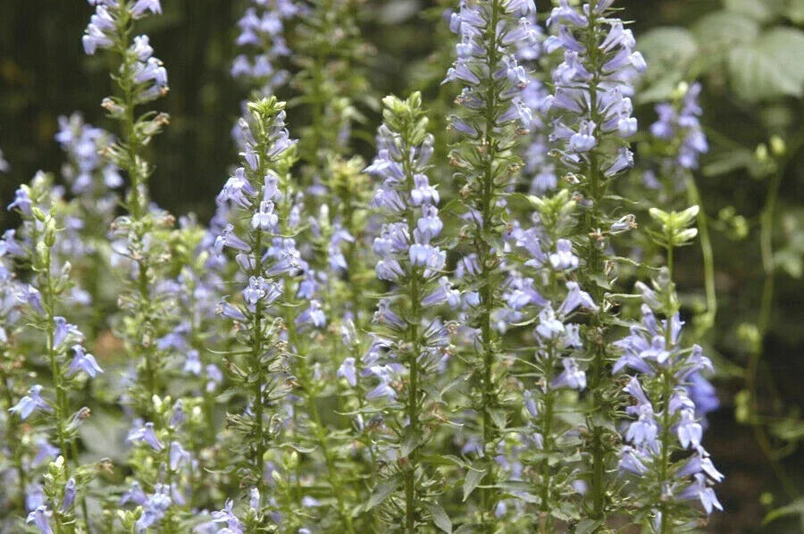 Great Blue Lobelia Seeds - Native Wildflower for Shade Gardens - Lobelia siphilitica - Drought & Cold Tolerant