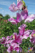 Pandemonium Sweet Pea Seeds – Climbing Vine, Mixed Colors, Lathyrus odoratus, Garden Planting, 50 Seeds
