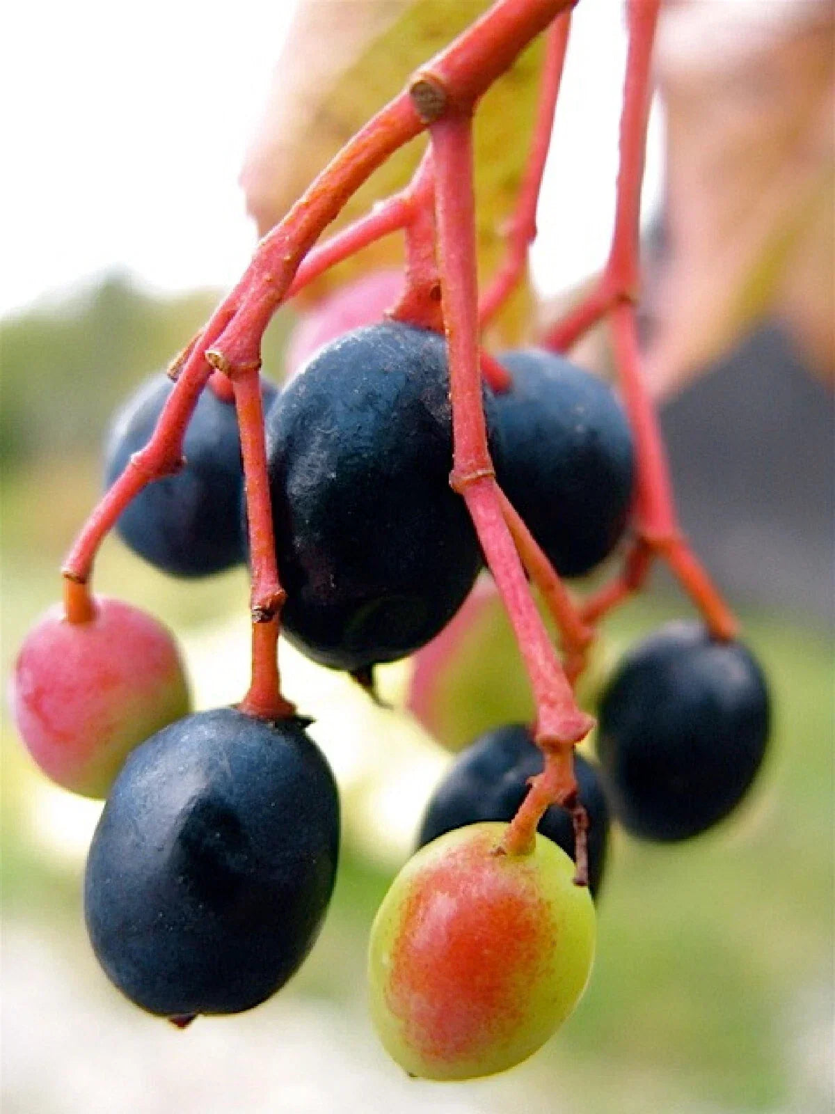 Nannyberry Tree Seeds - 20 Pack | Edible Viburnum lentago Shrub for Garden, Wildlife, and Hedging