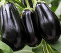 Black Beauty Eggplant Seeds - Heirloom Solanum Melongena Vegetable Garden Seeds, 200+ Non-GMO Organic Seeds