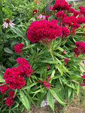 Cockscomb Pink Celosia Seeds - 500 Organic Seeds for Garden, Borders, Containers - Celosia cristata, USA Grown