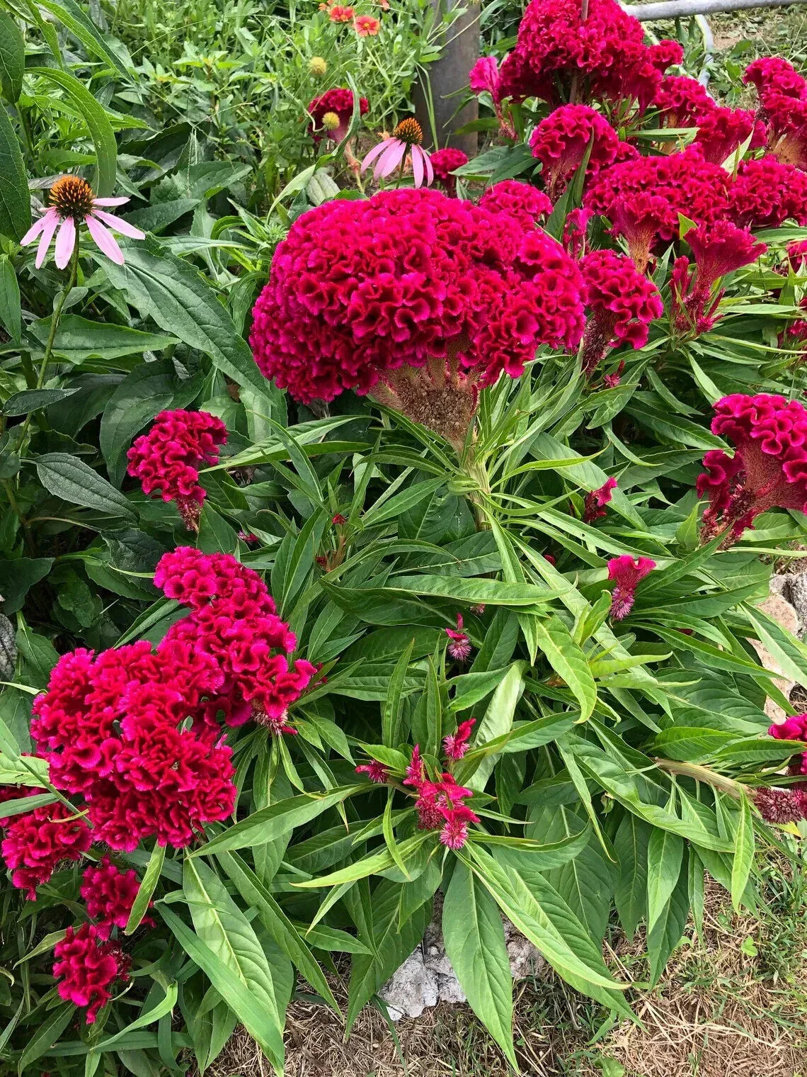 Cockscomb Pink Celosia Seeds - 500 Organic Seeds for Garden, Borders, Containers - Celosia cristata, USA Grown