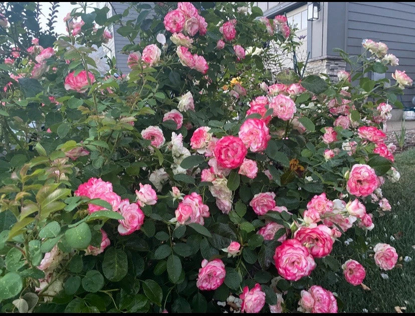 Cherry Parfait Grandiflora Rose Cuttings - Unrooted Fresh Stems 5-8" - Rosa 'Cherry Parfait' for Propagation