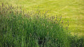 Timothy Grass Seeds Climax Variety for Cover Crops & Wildlife Food Plots - Phleum pratense, 2,000 Seeds