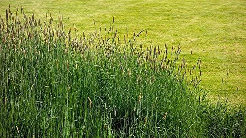 Timothy Grass Seeds Climax Variety for Cover Crops & Wildlife Food Plots - Phleum pratense, 2,000 Seeds