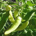Sweet Banana Pepper Seeds - Heirloom, Non-GMO, Capsicum annuum, 100 Seeds for Home Gardening & Culinary Use