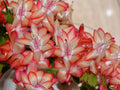 Thanksgiving/Christmas Cactus Cuttings - Schlumbergera Samba Brazil Rootless Propagation