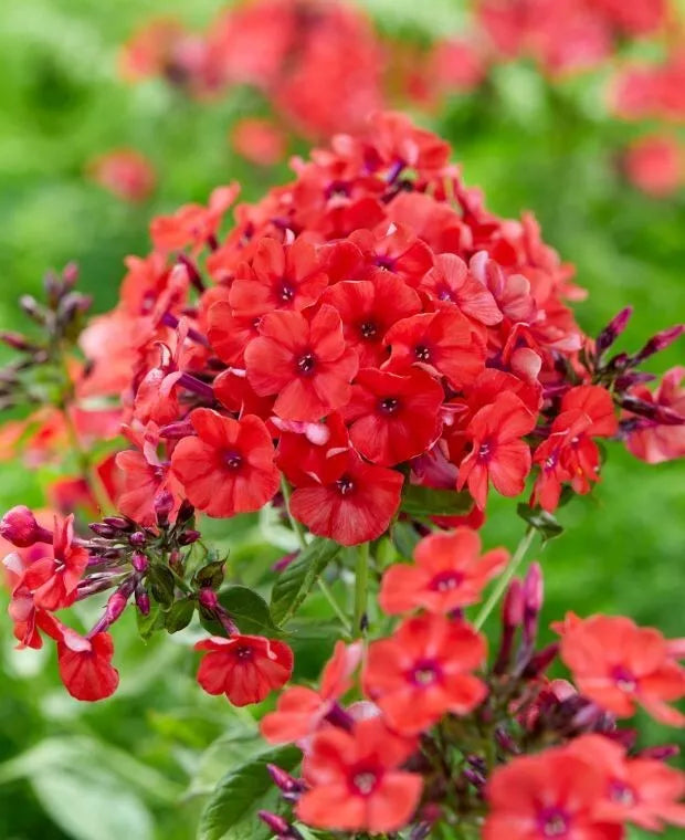 Red Volcano Phlox Seeds - 100+ Pack, Perennial Flower Seeds, Phlox paniculata, Easy to Grow, Vibrant Red Blooms, Garden Planting