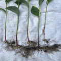 Variegated Leaf Solomon's Seal Live Plants - 5 Bare Root Rhizomes with 12” Stems - Polygonatum odoratum 'Variegatum'