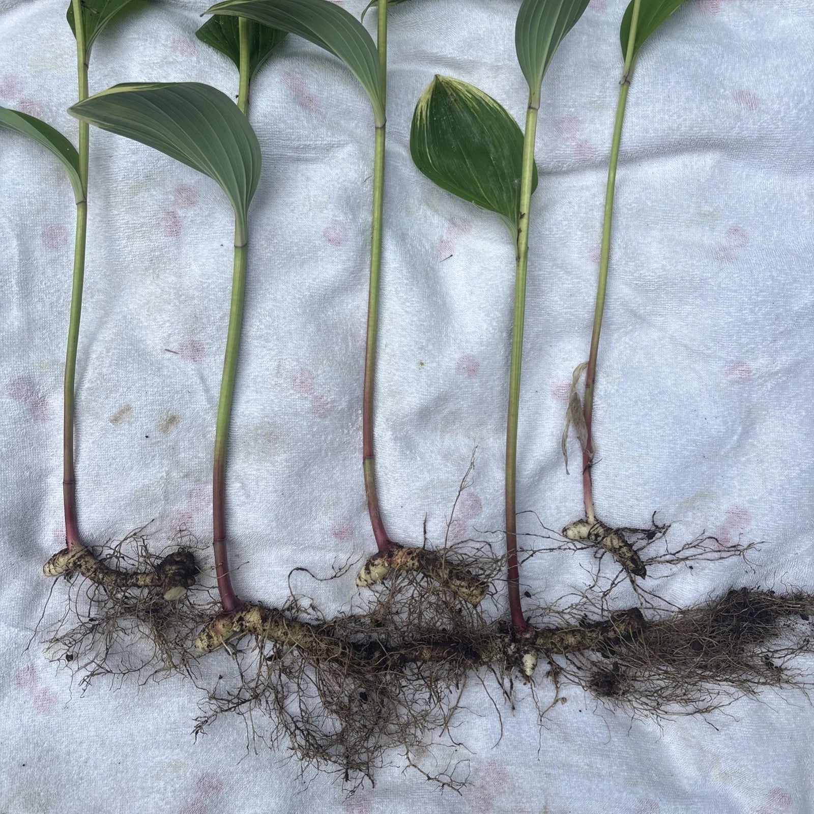 Variegated Leaf Solomon's Seal Live Plants - 5 Bare Root Rhizomes with 12” Stems - Polygonatum odoratum 'Variegatum'