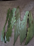 Epiphyllum Orchid Cactus Cuttings Lot of 6 Live Plants White Pink Flowers Epiphyllum crenatum Succulent Garden Starter
