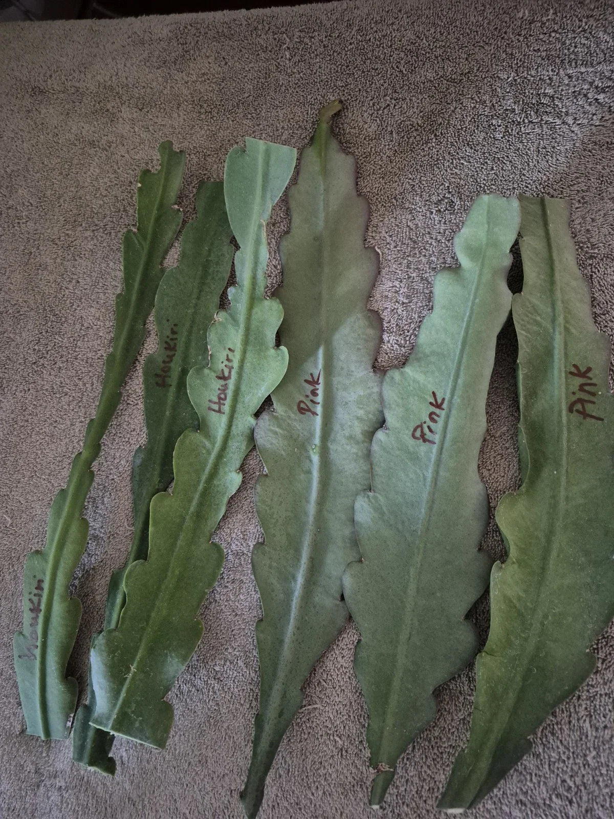 Epiphyllum Orchid Cactus Cuttings Lot of 6 Live Plants White Pink Flowers Epiphyllum crenatum Succulent Garden Starter