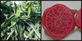 Dragon Fruit Cutting 8" Halley's Comet Red Flesh Hylocereus - Tropical Fruit Plant, Climbing Cactus, Edible Exotic Fruit