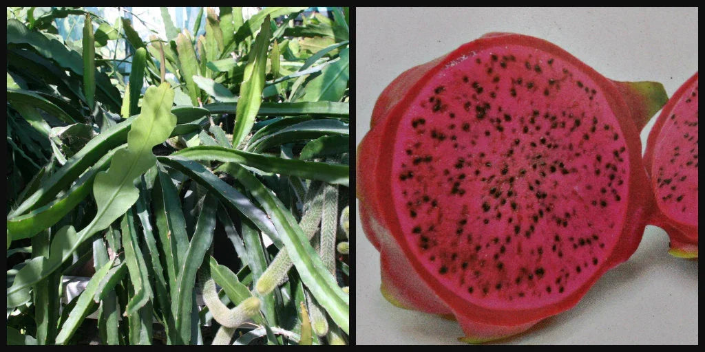 Dragon Fruit Cutting 8" Halley's Comet Red Flesh Hylocereus - Tropical Fruit Plant, Climbing Cactus, Edible Exotic Fruit