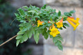 Yellow Trumpet Creeper Seeds, Campsis radicans Flava, Bright Yellow Flowering Vine for Garden and Landscaping, 80 Count