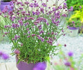 Purpletop Verbena Flower Seeds - 501+ Count, Drought-Tolerant Wildflower for Pollinators & Herb Tea, Verbena bonariensis