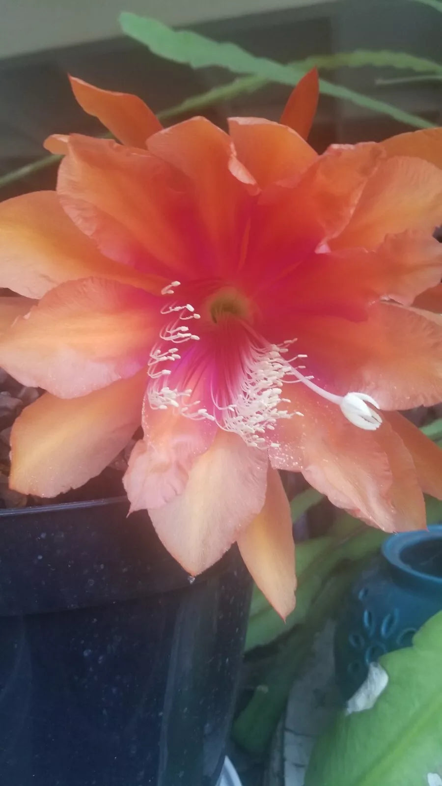 Epiphyllum Orchid Cactus Cutting 8" "Mystery" Variety Unique Succulent Plant