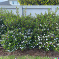 Dwarf Myrtle Hedge Bush Seeds | Fragrant White Flowers | Myrtus Communis | 20+ Seeds for Garden Borders