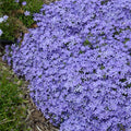 Violet Pinwheel Phlox Seeds, Perennial Flower Seeds for Borders & Containers, Butterfly Attractant, Phlox paniculata, 50 Seeds